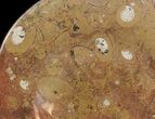 Fossil Orthoceras & Goniatite Plate - Stoneware #40531-1